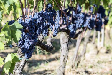 Toskana 'nın Chianti bölgesinde bir sürü Sangiovese üzümü