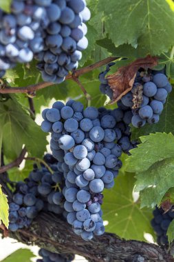 Toskana 'nın Chianti bölgesinde bir sürü Sangiovese üzümü