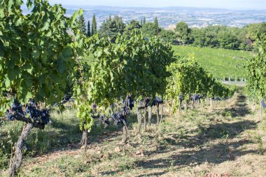 Rows of Sangiovese grapes in Montalcino in Tuscany clipart