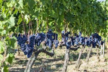 Montalcino, Toskana 'da Sangiovese üzümleri sıraları