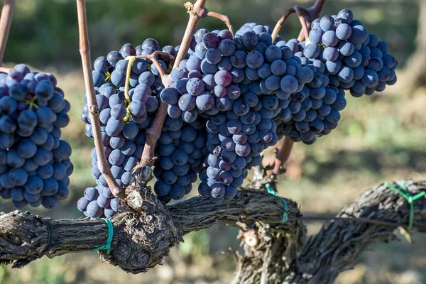 Szangiovese szőlőfürtök Toszkána Chianti régiójában — Stock Fotó