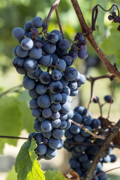 Des grappes de raisins Sangiovese dans la région du Chianti en Toscane — Photo