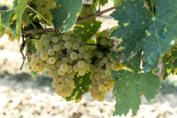 Klasar med vita druvor till Vernaccia di San Gimignano i Toscana — Stockfoto