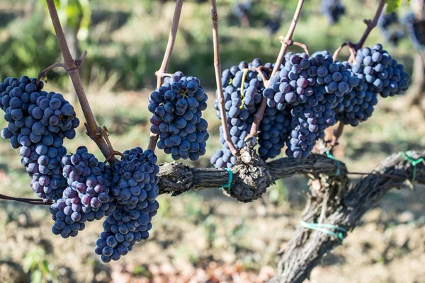 Des grappes de raisins Sangiovese dans la région du Chianti en Toscane — Photo