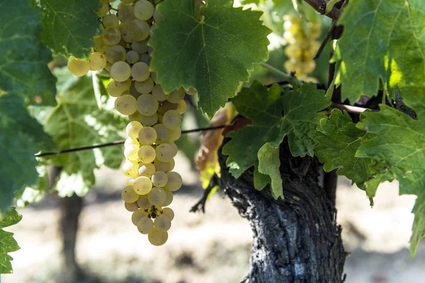 Ramos de uvas blancas para Vernaccia di San Gimignano en Toscana —  Fotos de Stock