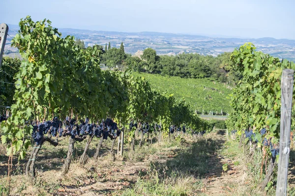 แถวขององุ่น Sangiovese ใน Montalcino ในทัสกานี — ภาพถ่ายสต็อก