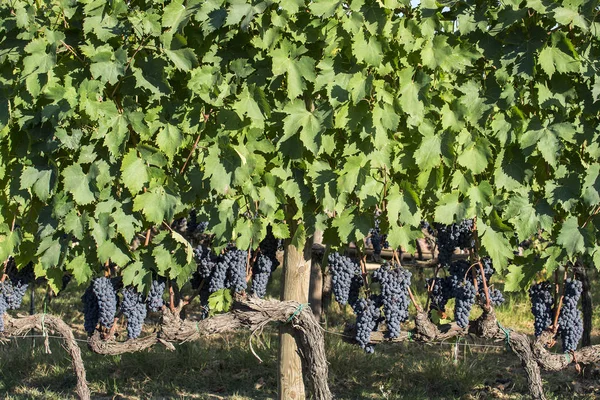 Szangiovese szőlősorok Montalcinoban Toszkánában — Stock Fotó