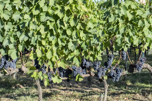 Rzędy winogron sangiovese w Montalcino w Toskanii — Zdjęcie stockowe