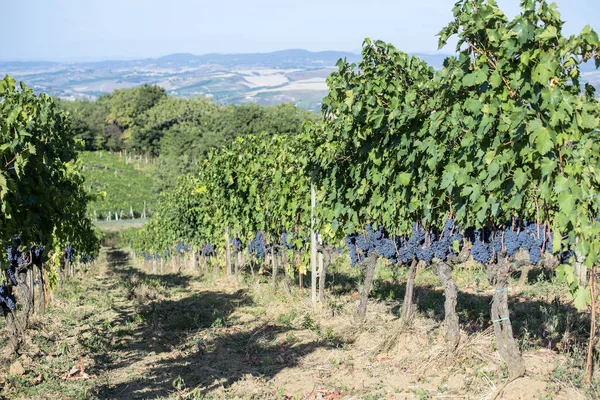 Fileiras de uvas sangiovesas em Montalcino, na Toscana — Fotografia de Stock