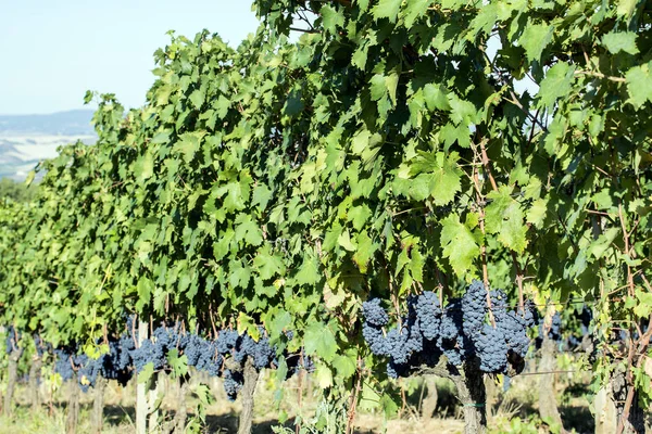 Rangées de raisins Sangiovese à Montalcino en Toscane — Photo