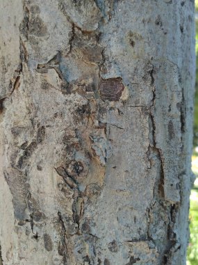 Eski elma ağacı kabuğu doku