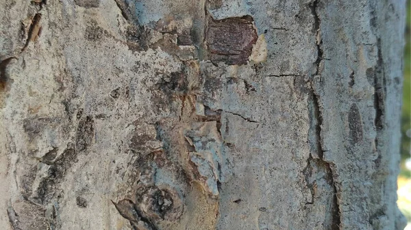 Eski elma ağacı kabuğu doku