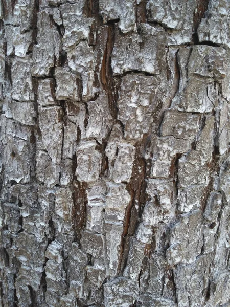 Old apple tree bark texture