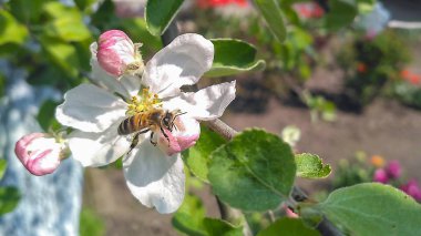 Son dakika uyuşukluk bahçede elma çiçeği