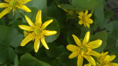 Parlak ilkbahar çiçekli hava manzarası