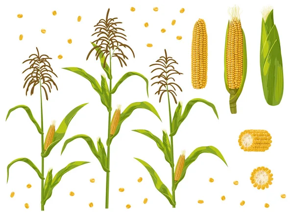 Maiskolben, Getreide und Maispflanzen setzen Vektorillustration. — Stockvektor