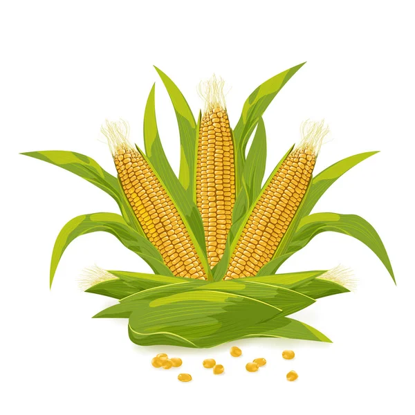 Corn tongkol dan butir logo vektor ilustrasi . - Stok Vektor