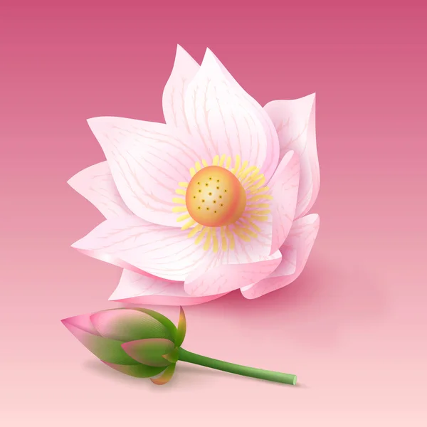蓮の花とピンクの背景の芽. — ストックベクタ