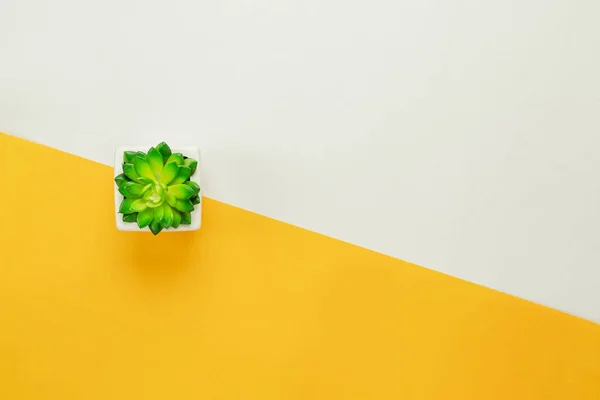 表顶部鸟瞰最小背景概念的空中图像 在家庭办公室的办公桌上 在现代质朴的黄色和绿色的纸壶的平躺树 二重奏背景与柔和的口气 创意设计的自由空间 — 图库照片