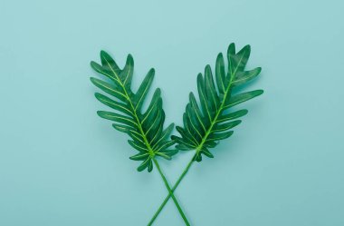 Tablo üstten görünüm yaz sezon tatil arka plan kavramı hava görüntüsü. Düz yatıyordu yeşil yaprak kağıt modern rustik mavi zemin üzerinde. Yaratıcı tasarım kadar sahte ve içerik için şablon metin için boş alan.