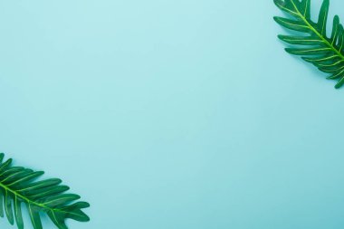 Tablo üstten görünüm yaz sezon tatil arka plan kavramı hava görüntüsü. Düz yatıyordu yeşil yaprak kağıt modern rustik mavi zemin üzerinde. Yaratıcı tasarım kadar sahte ve içerik için şablon metin için boş alan.