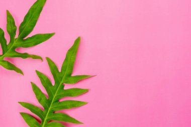 Yaz sezonu tatil arka plan kavramının tablo üst görünümü havadan görüntü. Düz modern pembe kağıt zemin üzerinde Philodendron selloum veya palmiye yeşil yaprak yatıyordu. Yaratıcı tasarım için boş alan metin kadar mock.