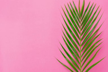 Yaz tatili arka plan kavramının hava görüntüsü. Düz hindistan cevizi ya da palmiye yeşili yaprak modern rustik kağıt arka planda. Yaratıcı tasarım için boş alan içerik için metin oluşturur