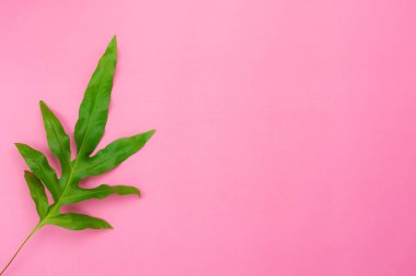 Yaz sezonu tatil arka plan kavramının tablo üst görünümü havadan görüntü. Düz modern pembe kağıt zemin üzerinde Philodendron selloum veya palmiye yeşil yaprak yatıyordu. Yaratıcı tasarım için boş alan metin kadar mock.