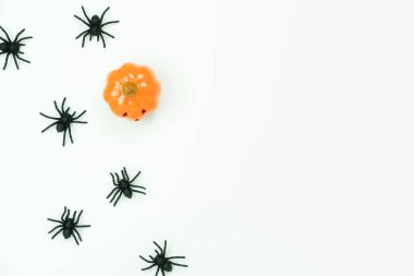 Dekorasyon Mutlu Cadılar Bayramı gün arka plan konsepti Masa üstü görünümü havadan görüntü. Düz döşeme aksesuarları temel nesne beyaz ahşap kabak ile örümcekler. Yaratıcı tasarım metni için kopyalama alanı.