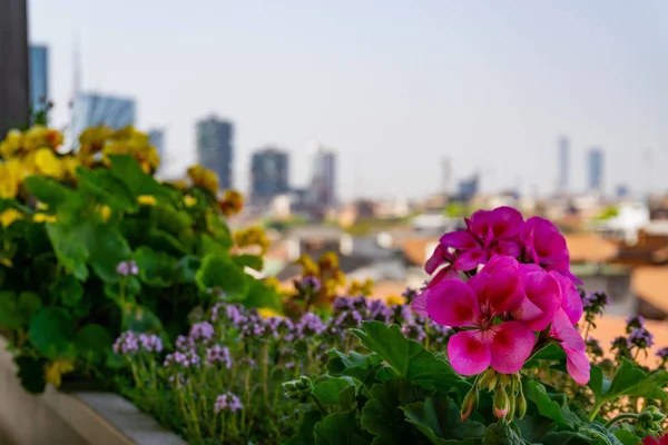 Milano Verde Giardini Fioriti — Stock Photo, Image