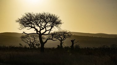 Silhouette di rami secchi al tramonto in Africa
