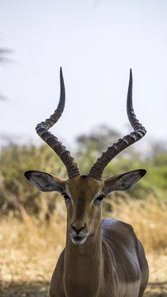 Corna Dell Impala Parco Naturale Africano — Zdjęcie stockowe