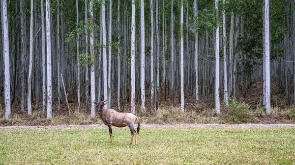 Foresca Con Cervo Che Guarda — Fotografia de Stock