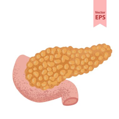 Human pancreas anatomy vector illustration. Organs for surgeries and transplantation. Isolated on white background, hand-drawn style. clipart