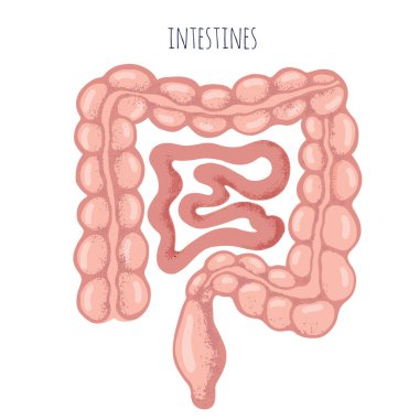İnsan bağırsak anatomi vektör çizim. Organları ameliyatları ve ekimi için. İzole beyaz arka plan, tarzı çizilmiş, tıbbi simge üzerinde.