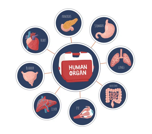 Ensemble d'organes internes humains destinés à la transplantation . — Image vectorielle