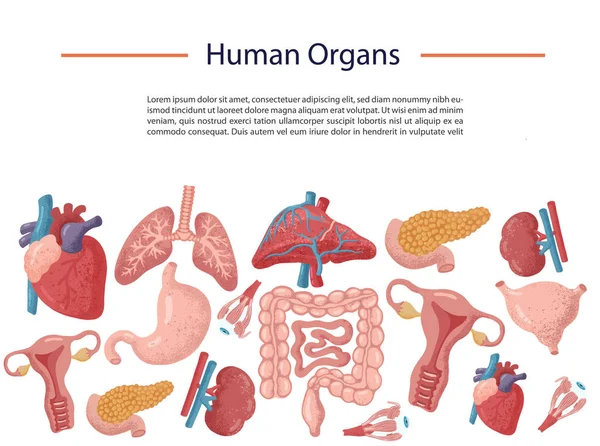 Uppsättning av människans inre organ för transplantation. — Stock vektor