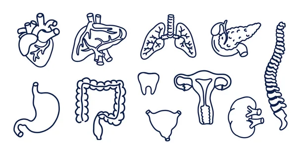 Ensemble vectoriel d'art linéaire d'organes internes humains . — Image vectorielle