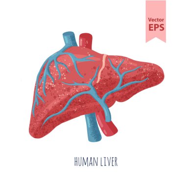 İnsan karaciğer anatomisi vektör çizim. Organları ameliyatları ve ekimi için. Beyaz arka plan üzerinde tarzı çizilmiş izole.