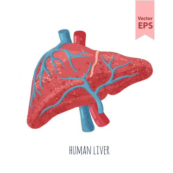 Ilustración del vector de anatomía hepática humana. Órganos para cirugías y trasplante. Aislado sobre fondo blanco, estilo dibujado a mano . — Archivo Imágenes Vectoriales
