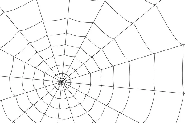 Creepy spider web over white background