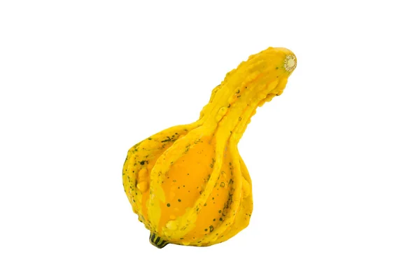 Pequeña Calabaza Amarilla Decorativa Aislada Sobre Fondo Blanco — Foto de Stock