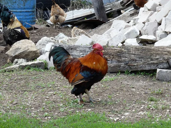 Kırmızı Siyah Horoz Önemli Çiftlik Bahçede Yürüyüş Önemli Bir Kırmızı — Stok fotoğraf