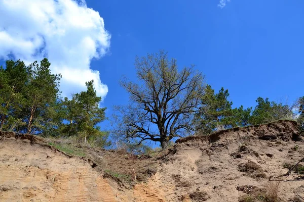 Árvores Topo Alto Penhasco Arenoso Beleza Inspiradora Natureza Reside Diversidade — Fotografia de Stock