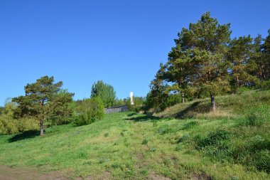 Güzel yaz manzara orman Park Togliatti bölge / Yayilim çam ağaçları parlak yeşil tepenin yamacında nazik