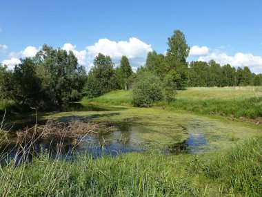 Yeşil bir su birikintisi ile yaz kırsal / parlak yeşil boya çalışan vahşi el değmemiş doğası bir güneşli yaz gününde