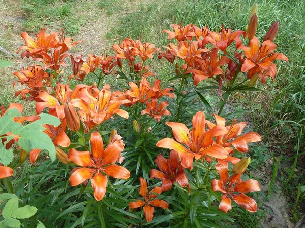 Brightest Thickets Tiger Lily Lily Lanceolate Popular Garden Ornamental Plant — Stock Photo, Image