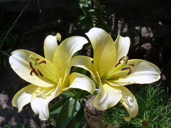 Two Lily Flowers Soft Cream Color Lily Lat Llium Genus — Stock Photo, Image