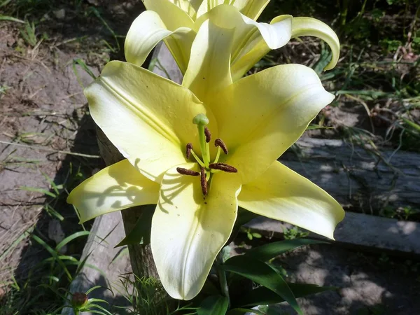 Beautiful Lily Flower Full Size Perennial Herb Provided Bulb Consisting — Stock Photo, Image