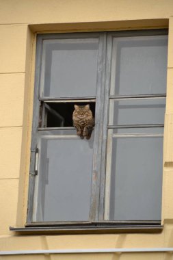 Şehir hayatı izlerken açık penceresinden kedi / düşünceler etkileyici bir kedi bir pencere çerçeve içinde yerleşti-tüm hayat geçer